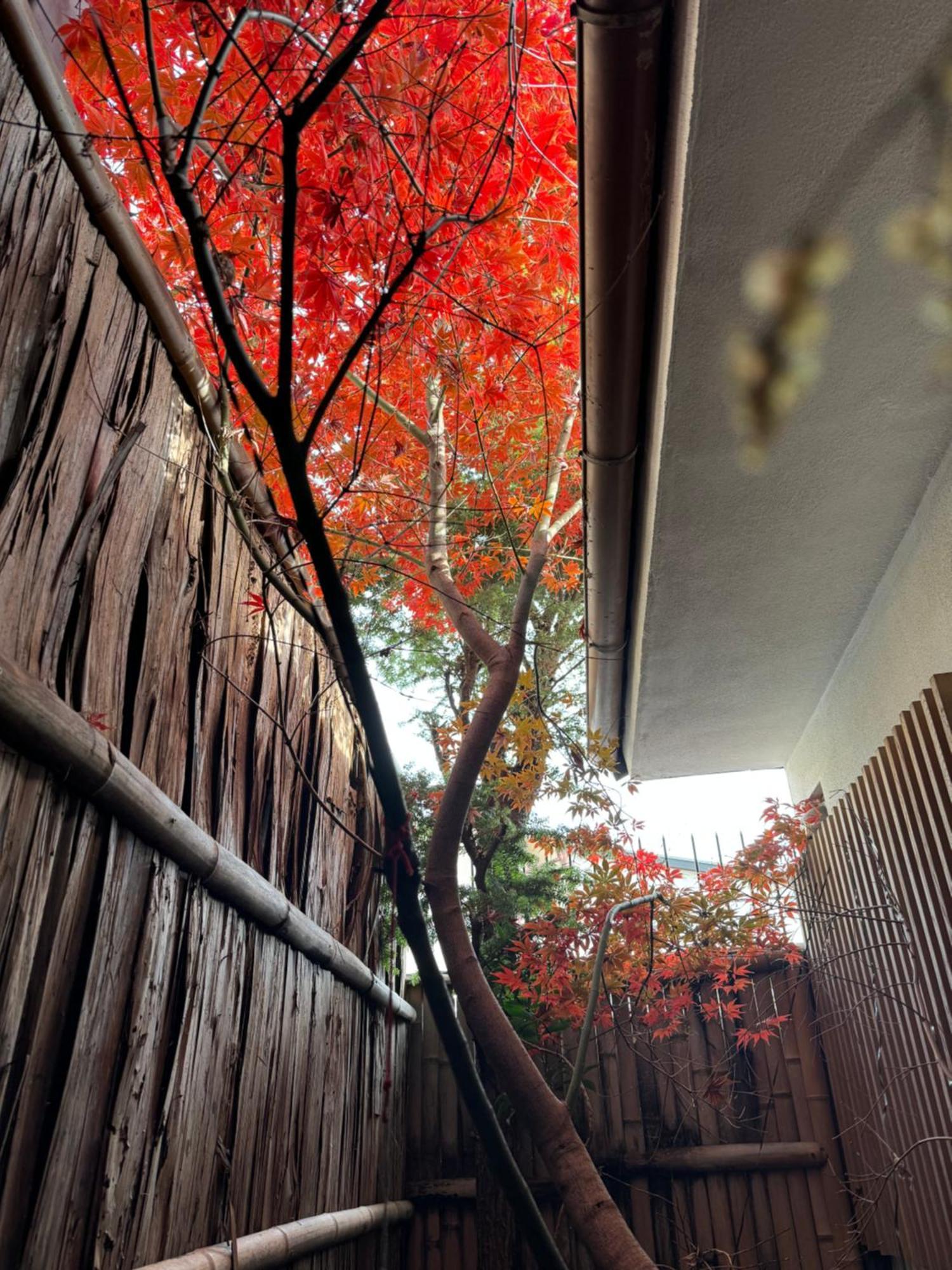 Villa 京町家-椿庵kyomachiya-Tsubakian Kioto Exterior foto